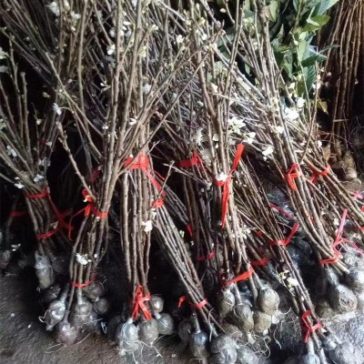重庆玛瑙红樱桃树苗 乌克兰大樱桃 包邮嫁接苗南方种植樱桃果树苗图4