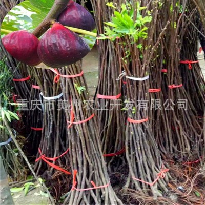 涪陵无花果苗 四川无花果贵州无花果湖南湖北云南无花果树苗批发图2
