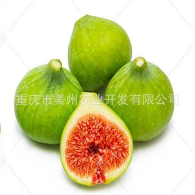 涪陵无花果苗 四川无花果贵州无花果湖南湖北云南无花果树苗批发
