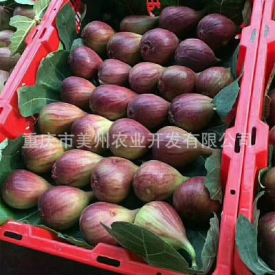 涪陵无花果苗 四川无花果贵州无花果湖南湖北云南无花果树苗批发图3
