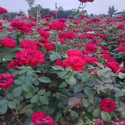 重庆月季 重庆江津月季花苗 大花丰花月季苗 藤本月季花树苗批发图5
