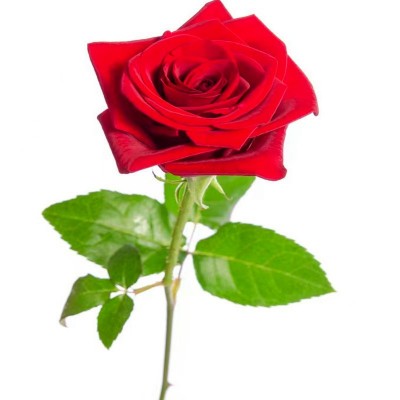 重庆月季 重庆江津月季花苗 大花丰花月季苗 藤本月季花树苗批发