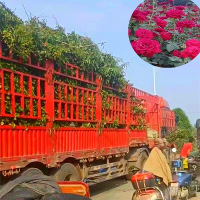 重庆月季 重庆江津月季花苗 大花丰花月季苗 藤本月季花树苗批发图4