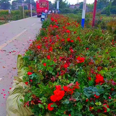 重庆月季 重庆江津月季花苗 大花丰花月季苗 藤本月季花树苗批发图3