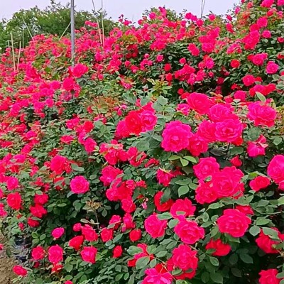 重庆月季 重庆江津月季花苗 大花丰花月季苗 藤本月季花树苗批发图2