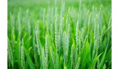 小麦“施肥”的注意事项以及施肥问题,种植户注意了