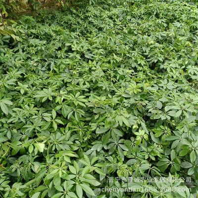 鸭脚木苗鹅掌柴七叶莲招财树裸根苗八方来财绿植庭院盆栽观叶植物图3
