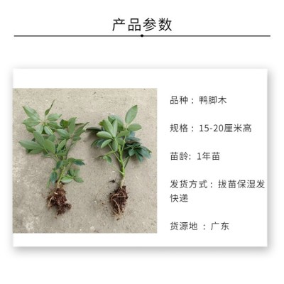 鸭脚木苗鹅掌柴七叶莲招财树裸根苗八方来财绿植庭院盆栽观叶植物