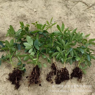 鸭脚木苗鹅掌柴七叶莲招财树裸根苗八方来财绿植庭院盆栽观叶植物图2