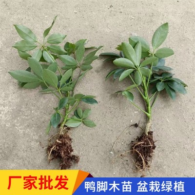 鸭脚木苗鹅掌柴七叶莲招财树裸根苗八方来财绿植庭院盆栽观叶植物图5