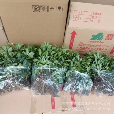 鸭脚木苗鹅掌柴七叶莲招财树裸根苗八方来财绿植庭院盆栽观叶植物图4