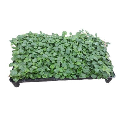 厂家批发鸭脚木种苗鹅掌柴七叶莲家庭园艺小盆栽植物基地四季常青