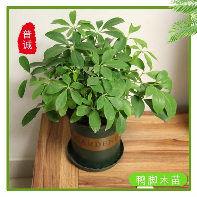 厂家批发鸭脚木种苗鹅掌柴七叶莲家庭园艺小盆栽植物基地四季常青图2