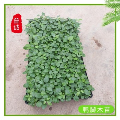 厂家批发鸭脚木种苗鹅掌柴七叶莲家庭园艺小盆栽植物基地四季常青图5