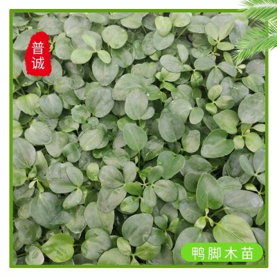 厂家批发鸭脚木种苗鹅掌柴七叶莲家庭园艺小盆栽植物基地四季常青图3