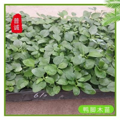 厂家批发鸭脚木种苗鹅掌柴七叶莲家庭园艺小盆栽植物基地四季常青图4