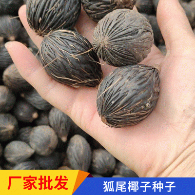 厂家批发棕榈科狐尾椰种子千丝菩提颗粒饱满发芽率高可以做装饰品图4