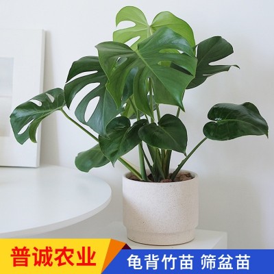 龟背竹种苗桌面小盆栽办公室净化空气绿植室内耐阴绿植好养易活