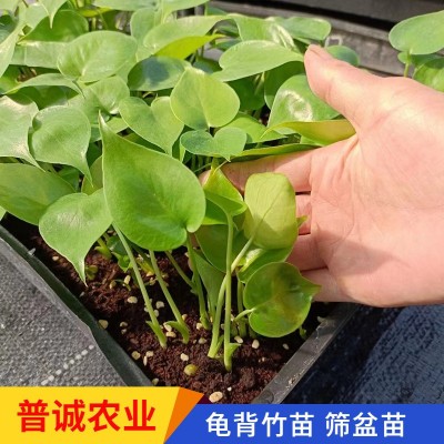 龟背竹种苗桌面小盆栽办公室净化空气绿植室内耐阴绿植好养易活图2
