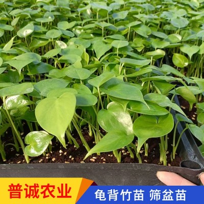 龟背竹种苗桌面小盆栽办公室净化空气绿植室内耐阴绿植好养易活图4