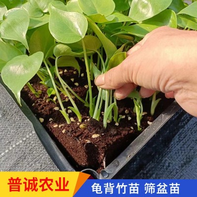 龟背竹种苗桌面小盆栽办公室净化空气绿植室内耐阴绿植好养易活图3