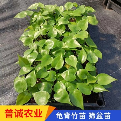 龟背竹种苗桌面小盆栽办公室净化空气绿植室内耐阴绿植好养易活图5