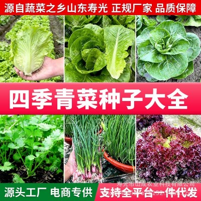 山东寿光蔬菜种子大全批发瓜果种籽源头厂家春夏四季支持一件代发图4