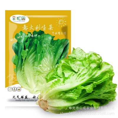 意大利生菜种子耐抽苔罗马生菜耐热孔雀奶油生菜种籽四季蔬菜种孑