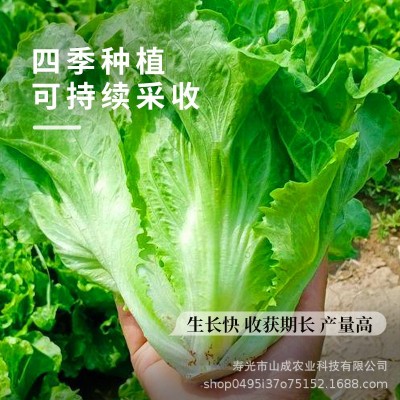 意大利生菜种子耐抽苔罗马生菜耐热孔雀奶油生菜种籽四季蔬菜种孑图3