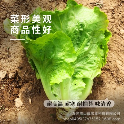 意大利生菜种子耐抽苔罗马生菜耐热孔雀奶油生菜种籽四季蔬菜种孑图2