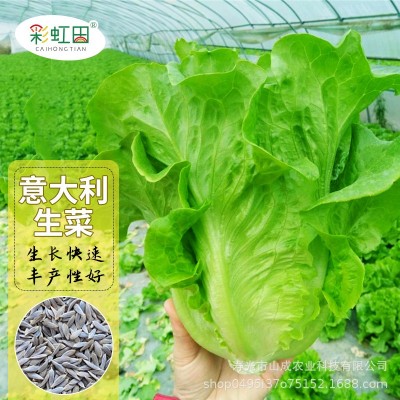 意大利生菜种子耐抽苔罗马生菜耐热孔雀奶油生菜种籽四季蔬菜种孑图5
