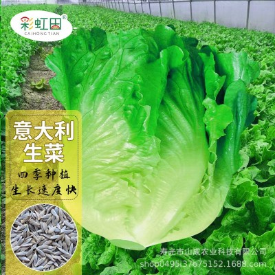 意大利生菜种子耐抽苔罗马生菜耐热孔雀奶油生菜种籽四季蔬菜种孑图4