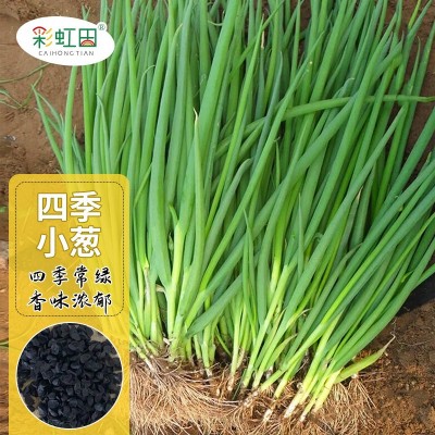 真好吃四季小葱种子阳台盆栽小香葱种孑农家庭院蔬菜种籽支持代发图4