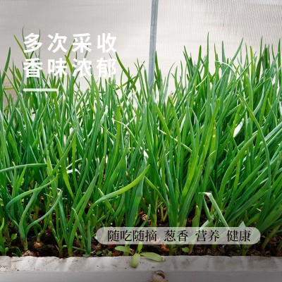 真好吃四季小葱种子阳台盆栽小香葱种孑农家庭院蔬菜种籽支持代发图3