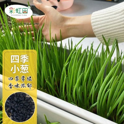 真好吃四季小葱种子阳台盆栽小香葱种孑农家庭院蔬菜种籽支持代发图2