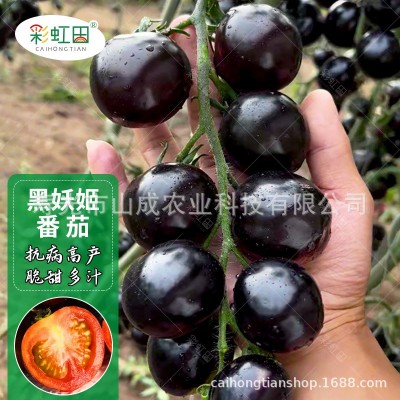 黑钻石小番茄种子西黑柿樱桃西红柿种籽春秋四季黑妖姬番茄可代发图2