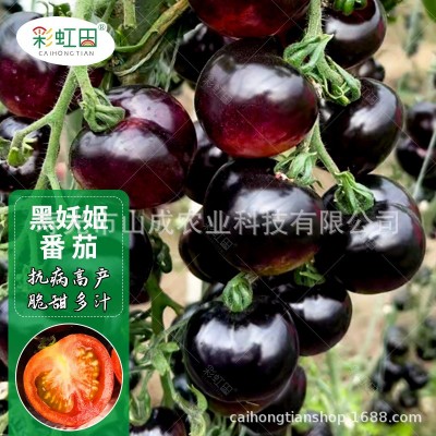 黑钻石小番茄种子西黑柿樱桃西红柿种籽春秋四季黑妖姬番茄可代发图5