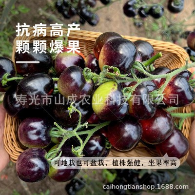 黑钻石小番茄种子西黑柿樱桃西红柿种籽春秋四季黑妖姬番茄可代发图3