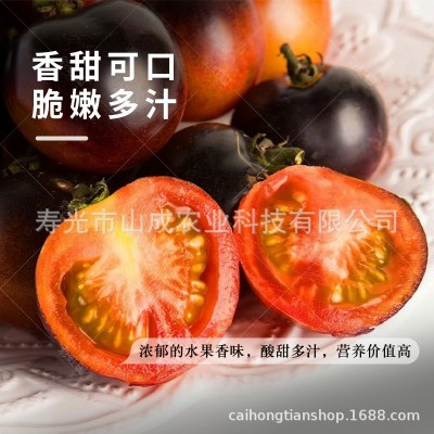 黑钻石小番茄种子西黑柿樱桃西红柿种籽春秋四季黑妖姬番茄可代发图4