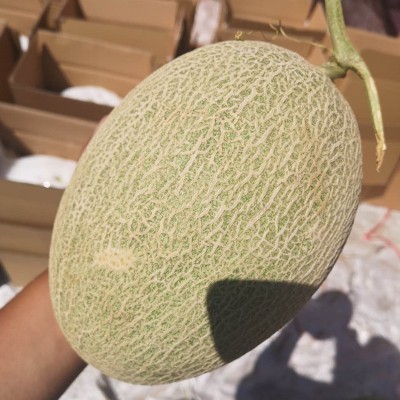 海南哈密瓜 代发3/5斤新鲜应季头茬西州蜜甜瓜非黄河蜜当季水果图3