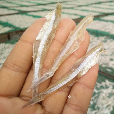 北海银鱼干海燕鱼干去头淡晒小鱼仔小鱼干干货海鲜特产500克一包图2