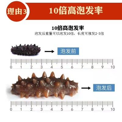 淡干海参小海参干货非野生大连辽刺参即食礼盒装直播代发源头工厂图2