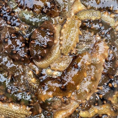 厂家批发淡干海参鲜食刺参辽参高刺海参 肉质饱满淡干小海参干货图2