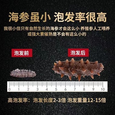 厂家批发淡干海参鲜食刺参辽参高刺海参 肉质饱满淡干小海参干货图3