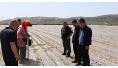 从“盲目种”到“按需产”——陕西府谷订单农业激活现代农业新引擎