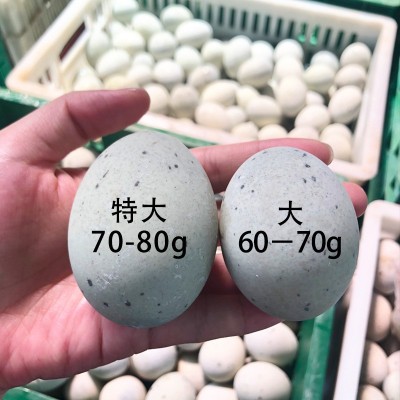 溏心松花蛋 麻鸭蛋传统工艺制作新鲜松花鸭皮蛋恒温腌制批发图4