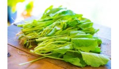 冬寒菜种植后出苗多久才能施肥