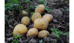 什么时间种植土豆最好?土豆适合什么时候种植