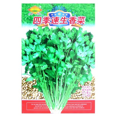 四季速生香菜种子 农田菜园可四季盆栽杂交香味浓香菜蔬菜籽图2