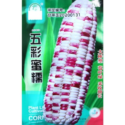 审定小袋玉米种子 农田菜园籽粒饱满甜糯皮薄黄白黑彩四色玉米籽图5